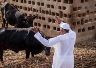 President Muhammadu Buhari on his farm in Daura, Katsina State [Presidency]