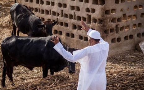 President Muhammadu Buhari on his farm in Daura, Katsina State [Presidency]